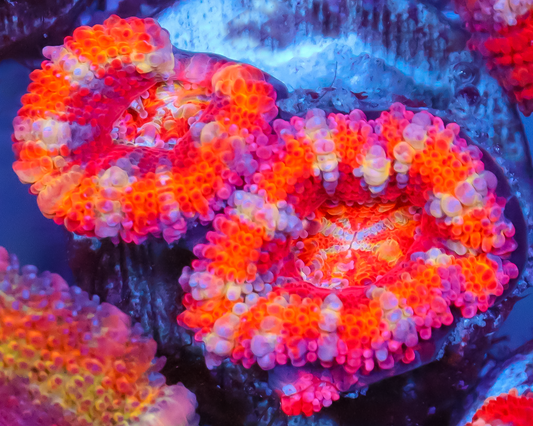 RAINBOW ACAN