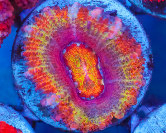 RAINBOW ACAN