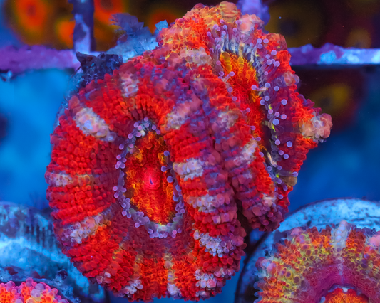RAINBOW ACAN