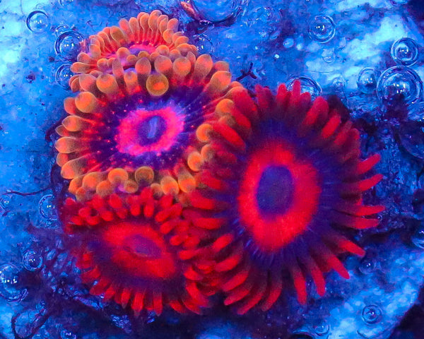 MIND TRICK ZOA COMBO