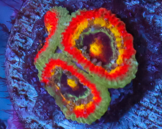 HOLY GRAIL MICROMUSSA