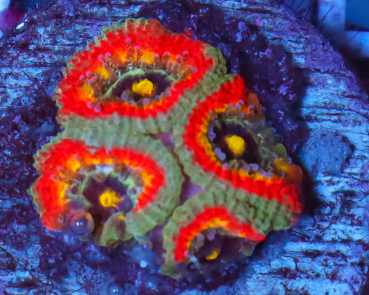 HOLY GRAIL MICROMUSSA