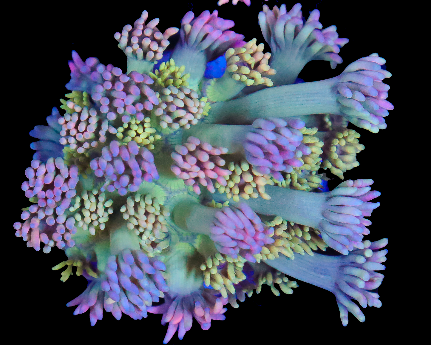 818'S RAINBOW BLOSSOM GONI