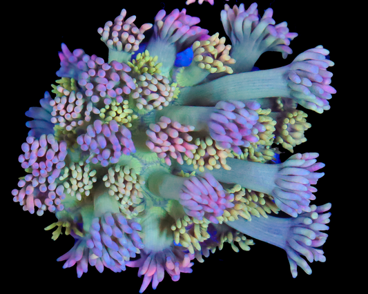 818'S RAINBOW BLOSSOM GONI