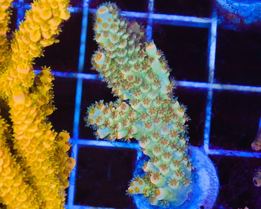 RAINBOW TENUIS CHUNK