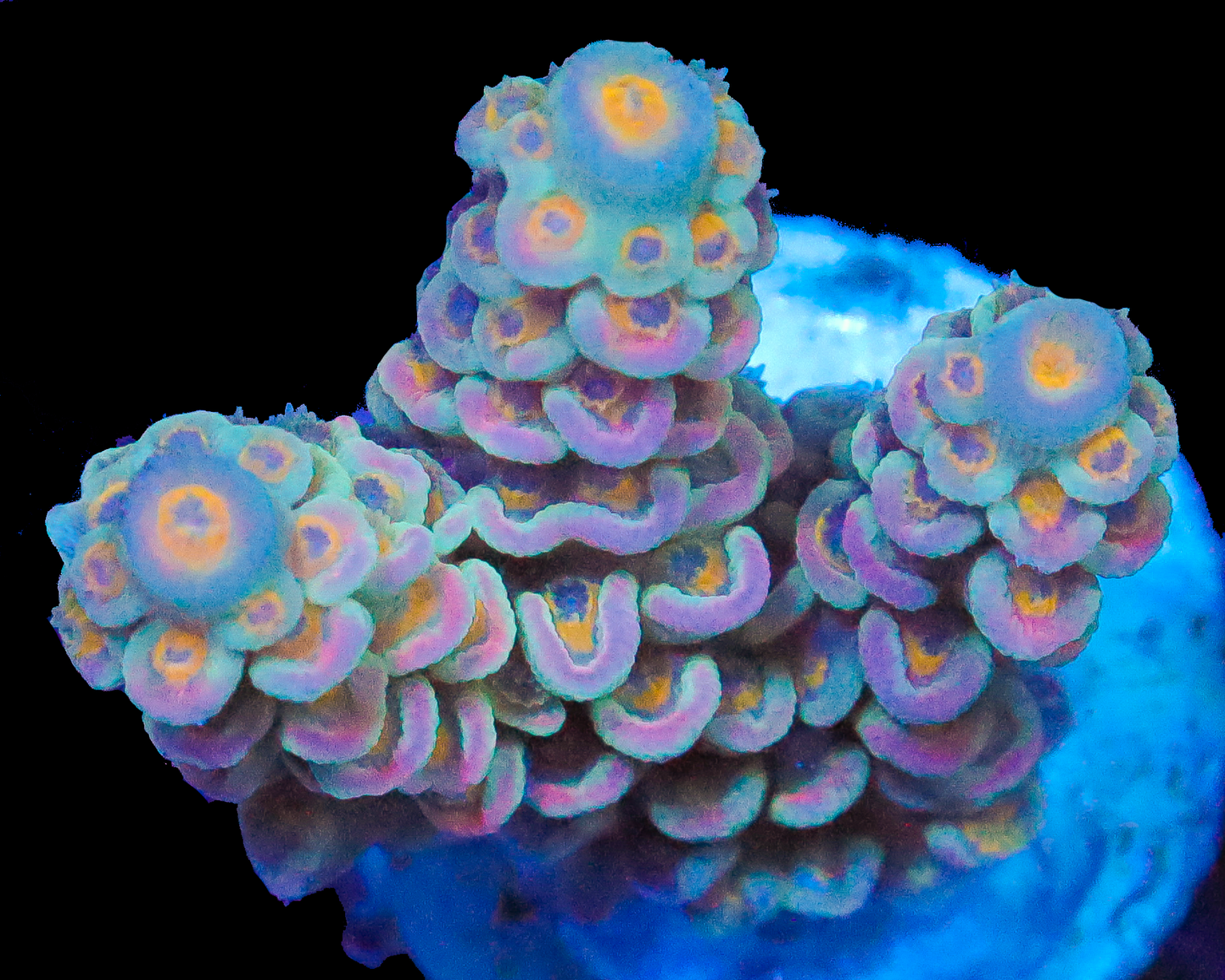 818'S COTTON CANDY TENUIS