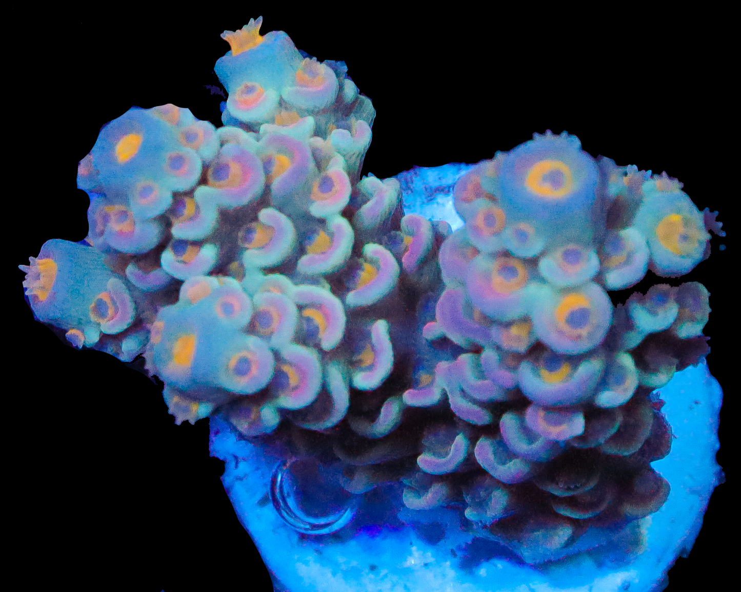 818'S COTTON CANDY TENUIS