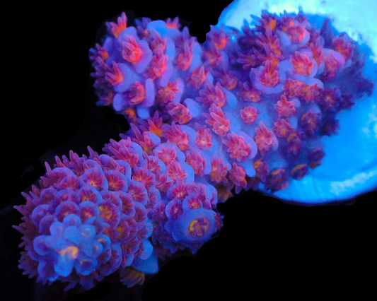 818'S BLACKWATER TENUIS