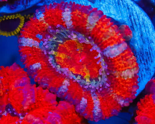 RAINBOW ACAN