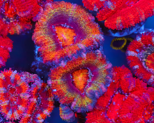 RAINBOW ACAN