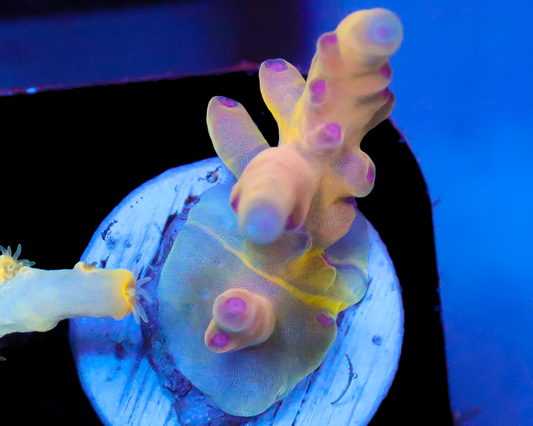 818'S DREAMCATCHER LOKANI