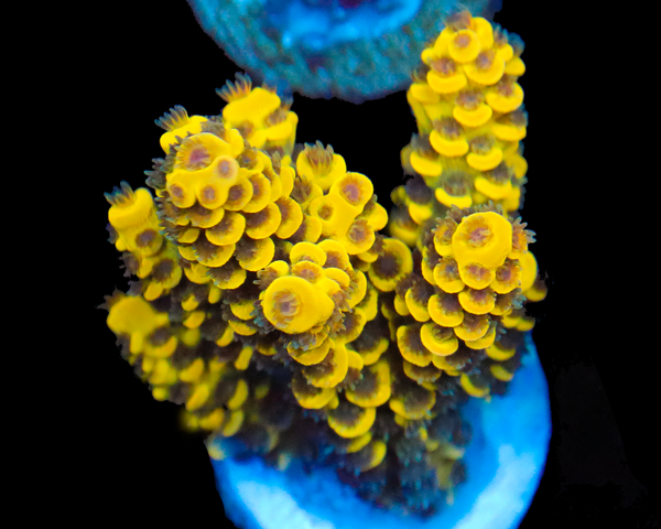 818'S HORNET TENUIS CHUNK