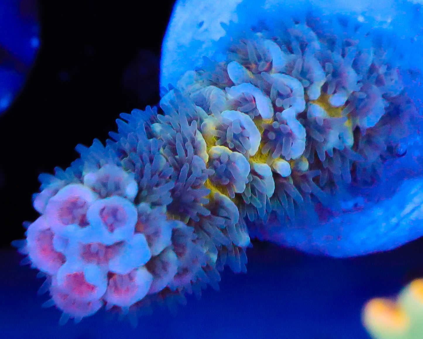 818'S SIN CITY TENUIS