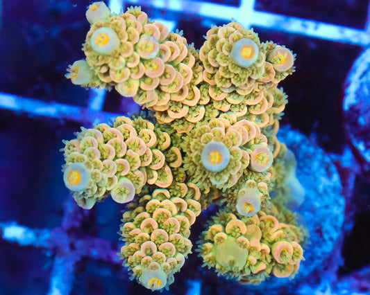 818'S PEACH PUNCH TENUIS CHUNK