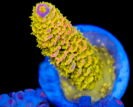 818'S AFTERMATH TENUIS