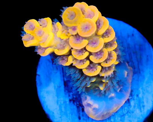 818'S BANANA SPLICE GRAFTRED SMALL