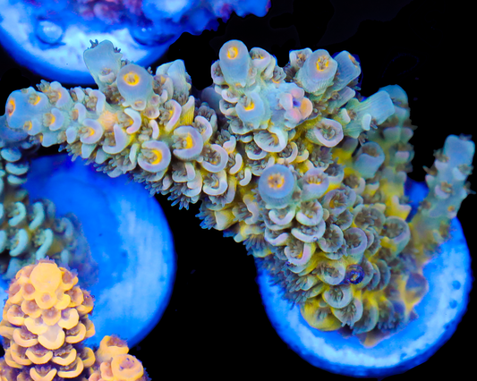 818'S SUICIDE SQUAD TENUIS CHUNK