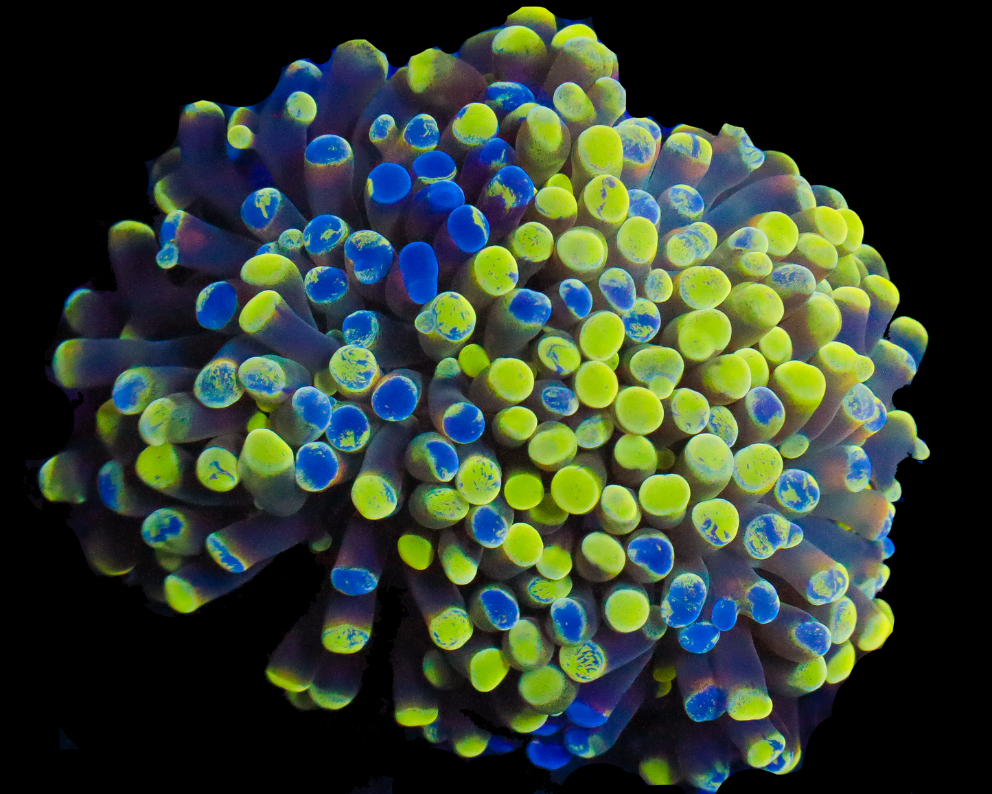 SPLATTER BRANCHING HAMMER