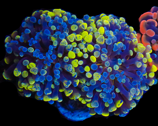 SPLATTER BRANCHING HAMMER CHUNKY AQUACULTURED