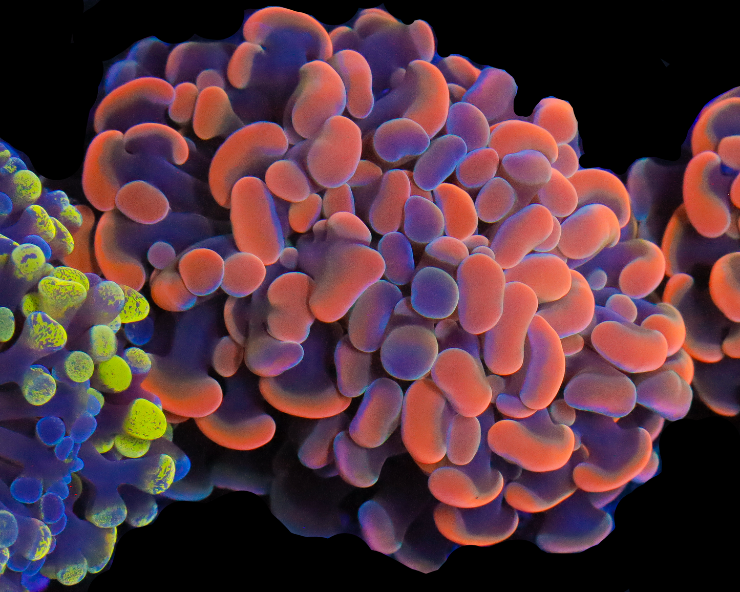 RAINBOW BRANCHING HAMMER CULTURED