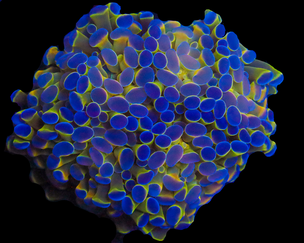 HOLOGRAM BRANCHING HAMMER CULTURED CHUNKY