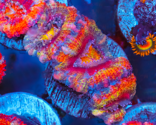 RAINBOW ACAN