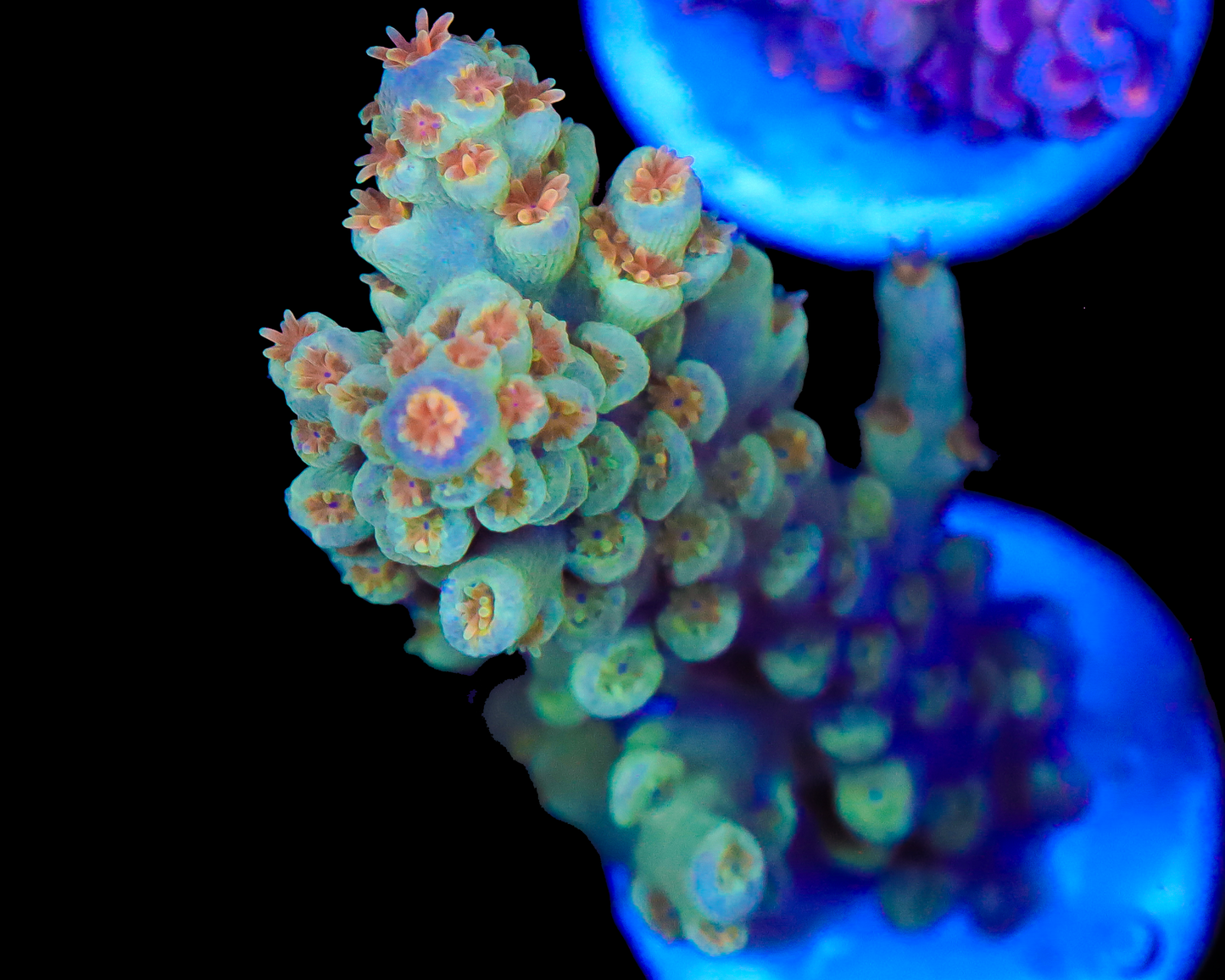 818'S 5TH ELEMENT TENUIS