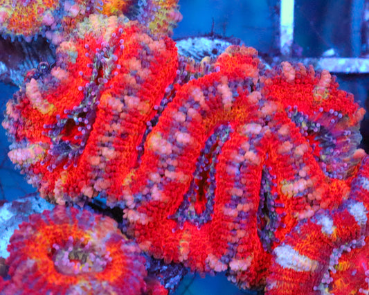 RAINBOW ACAN