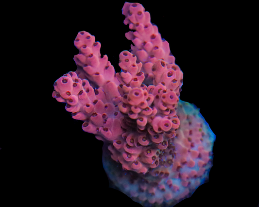 818'S CRUNCHBERRY ACRO