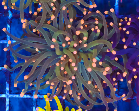 PINK TIP TORCH