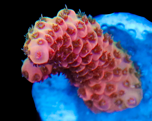 818'S FLAMETHROWER ACRO
