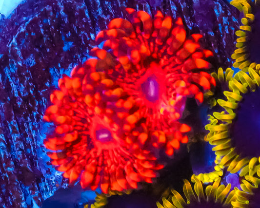 FLAMING MOHICIAN ZOAS