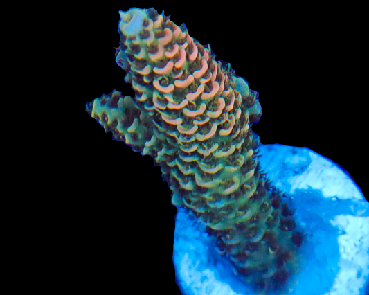 818'S PEACH SPLASH MILLIE