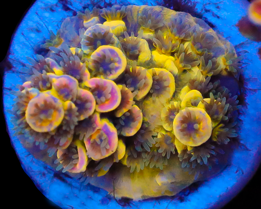 818'S BLUEBERRY SPLICE TENUIS