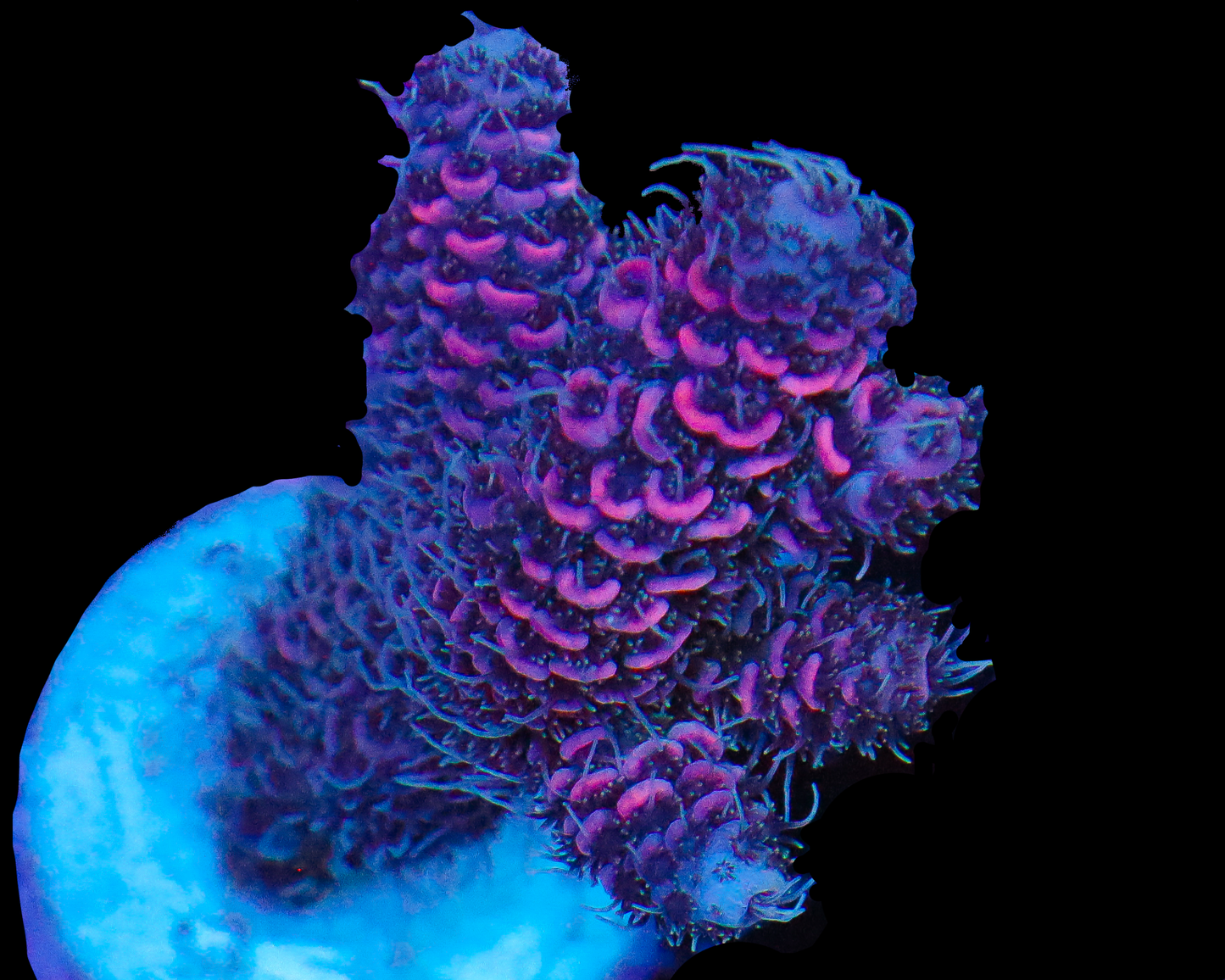 818'S SPACE DUST MILLIE