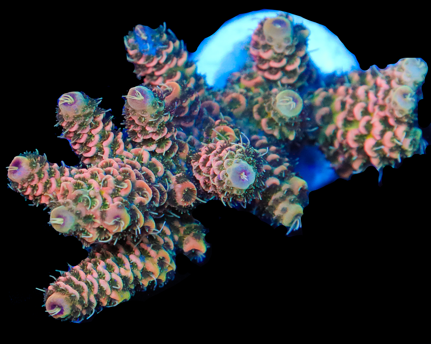 818'S STRAWBERRY SPLASH MILLIE