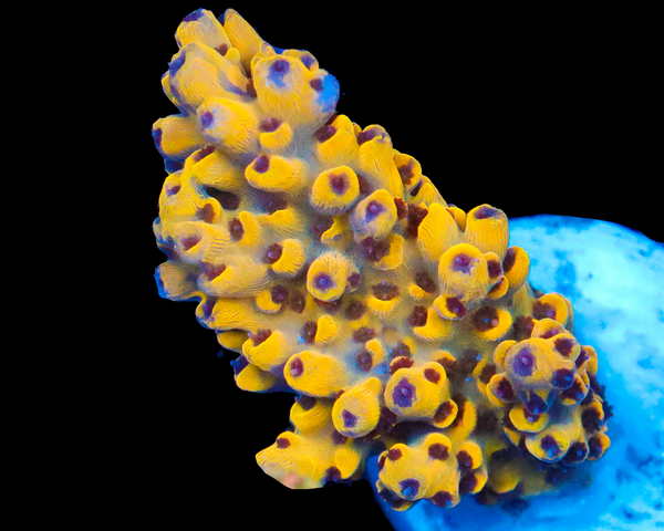 818'S YELLOWJACKET ACRO