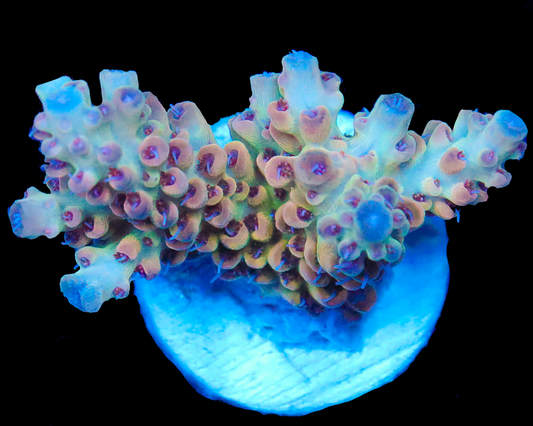 818'S CANDYLAND ACRO