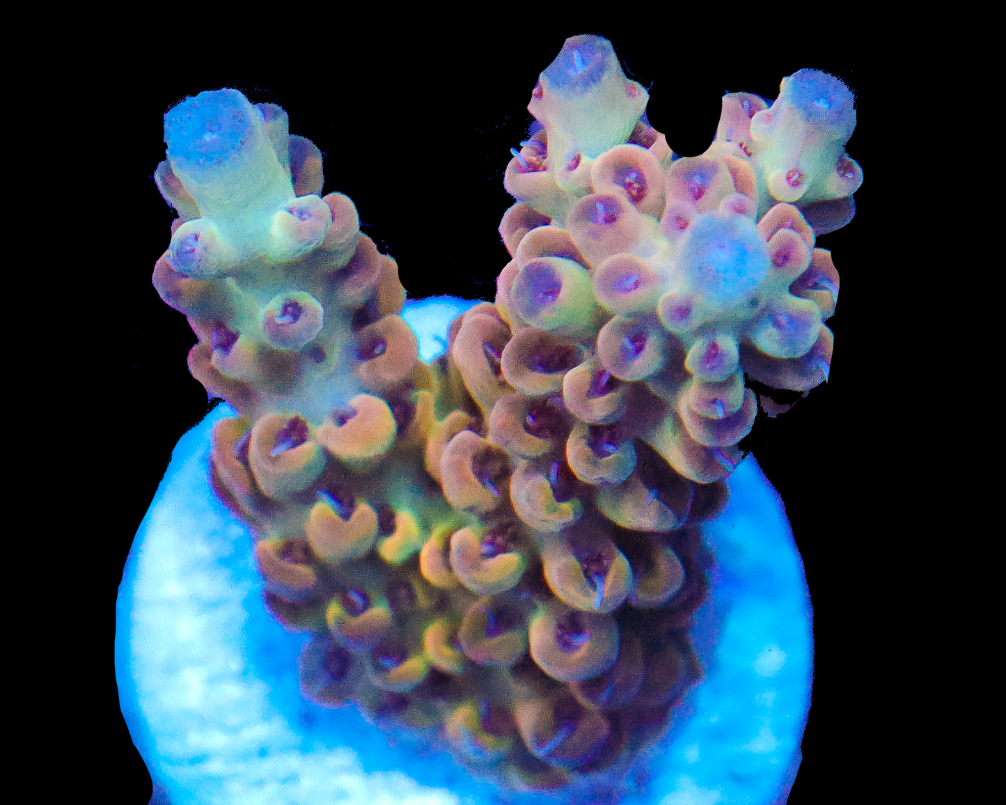 818'S CANDYLAND ACRO