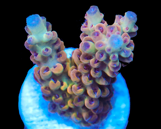 818'S CANDYLAND ACRO