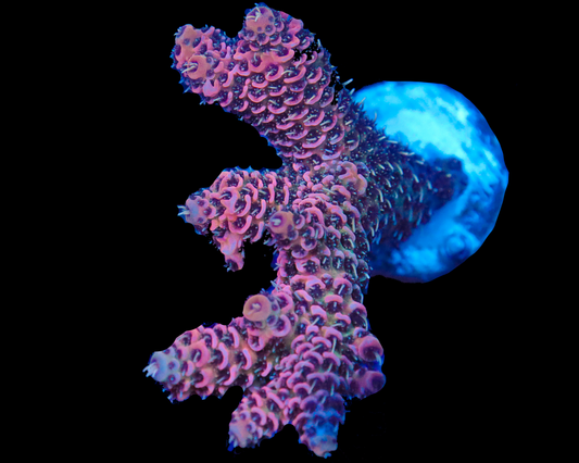 818'S ROSEBUD MILLIE CHUNKY