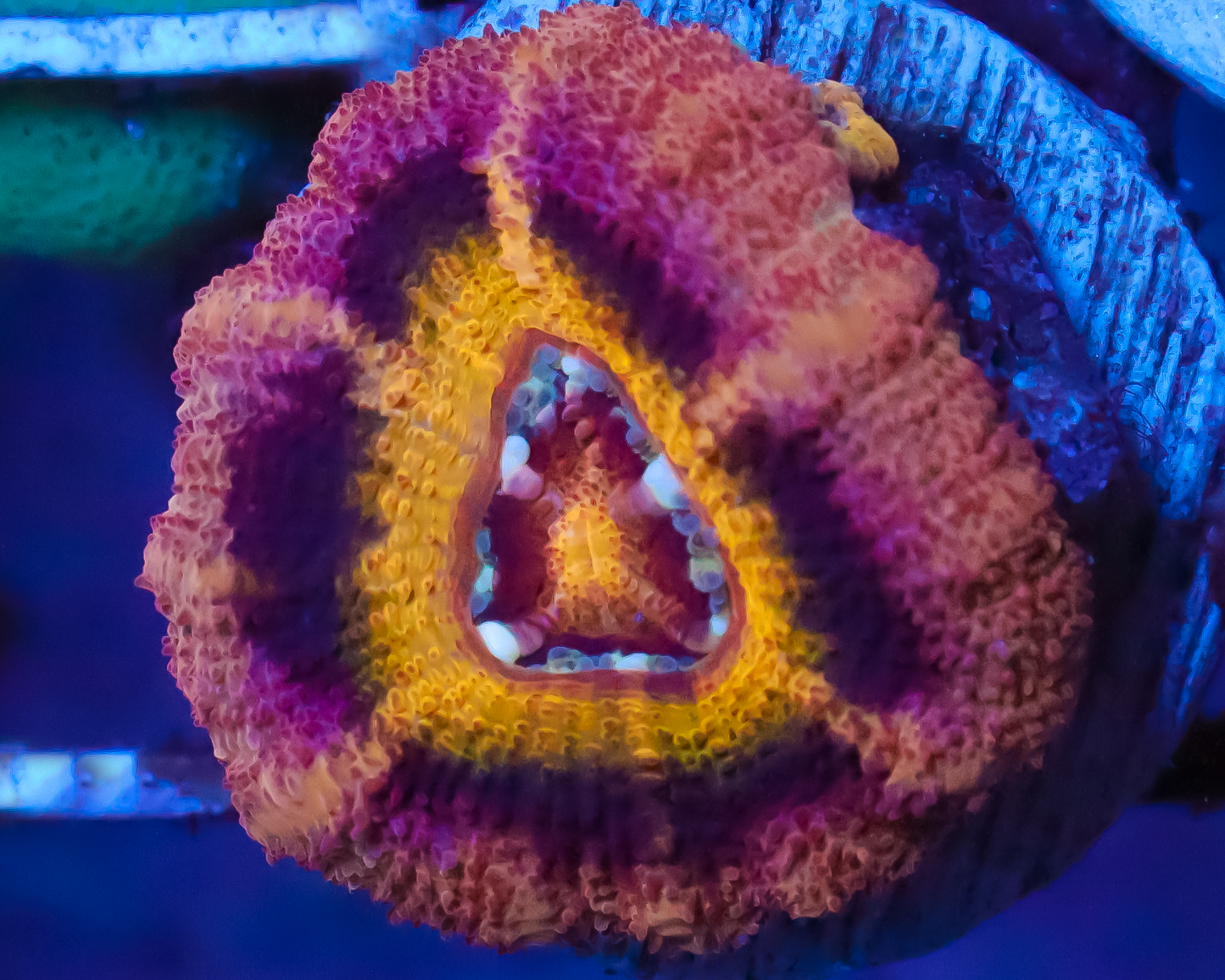 818'S ROYAL FLUSH ASIAN ACAN EXTREMELY LIMITED