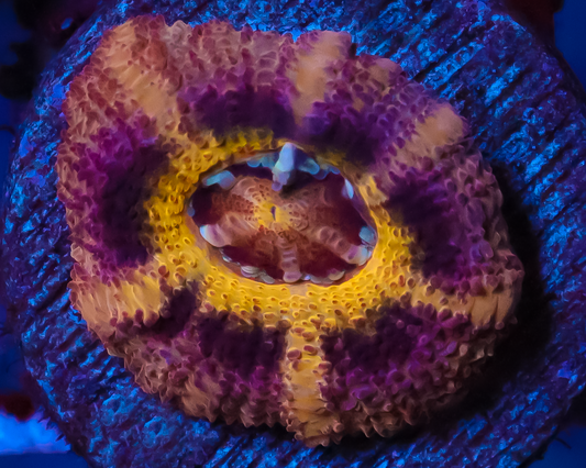 818'S ROYAL FLUSH ASIA ACAN SUPER LIMITED