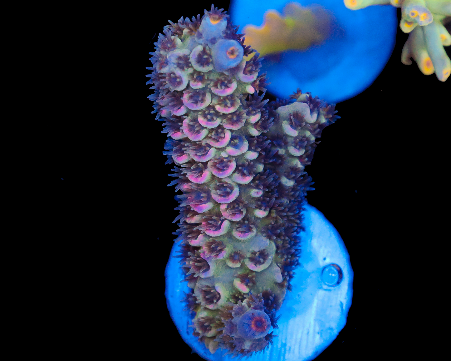 818'S BLUE SKY TENUIS