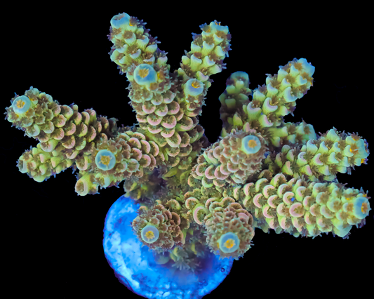 RAINBOW TENUIS MINI COLONY