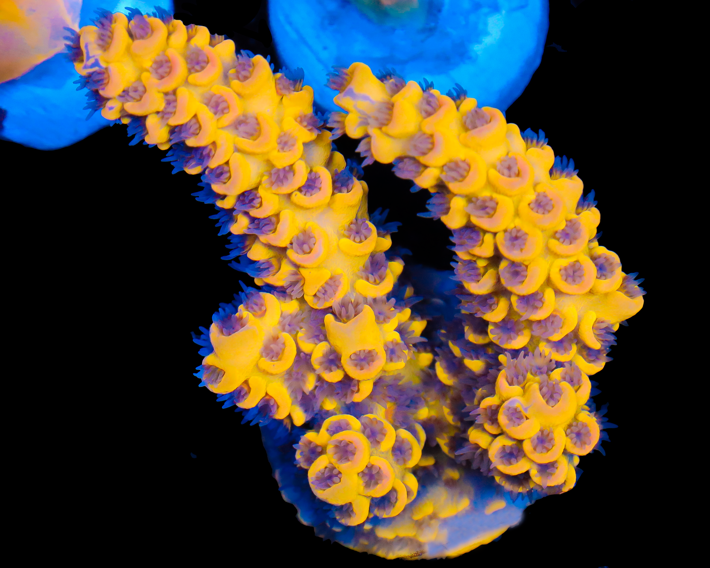 818'S BANANA SPLICE TENUIS