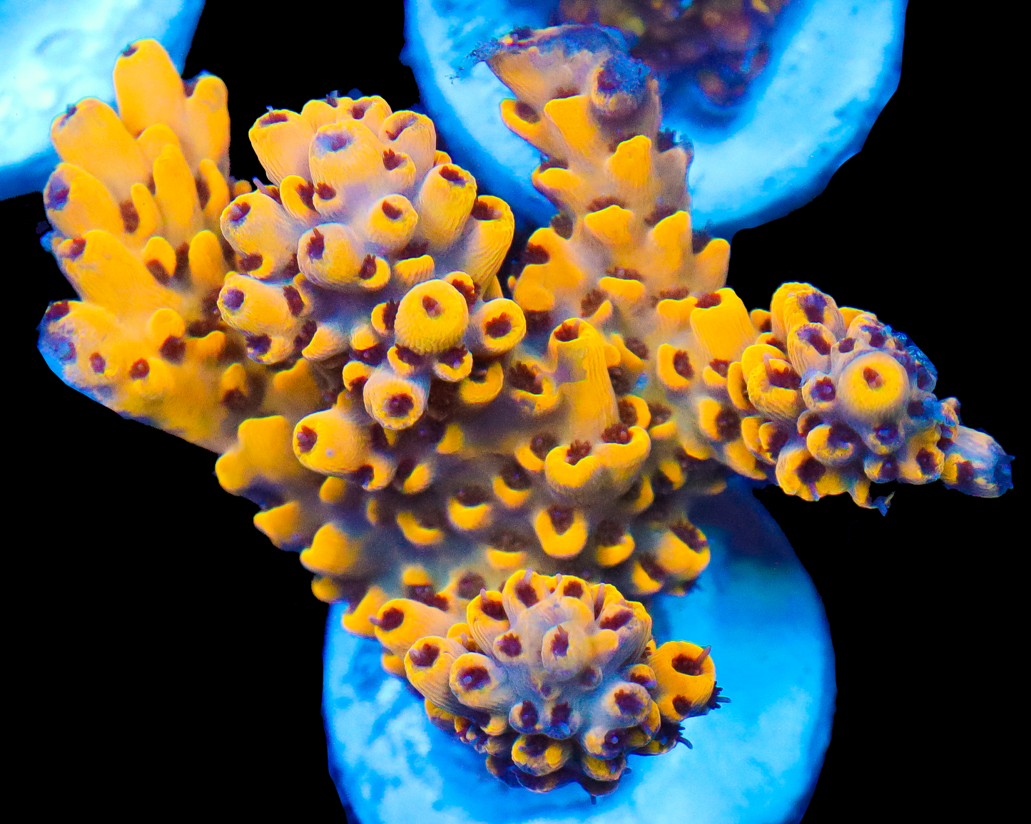 818'S YELLOWJACKET ACRO CHUNKY
