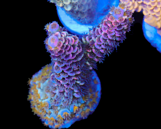 818'S WILDSIDE TENUIS ENCRUSTED