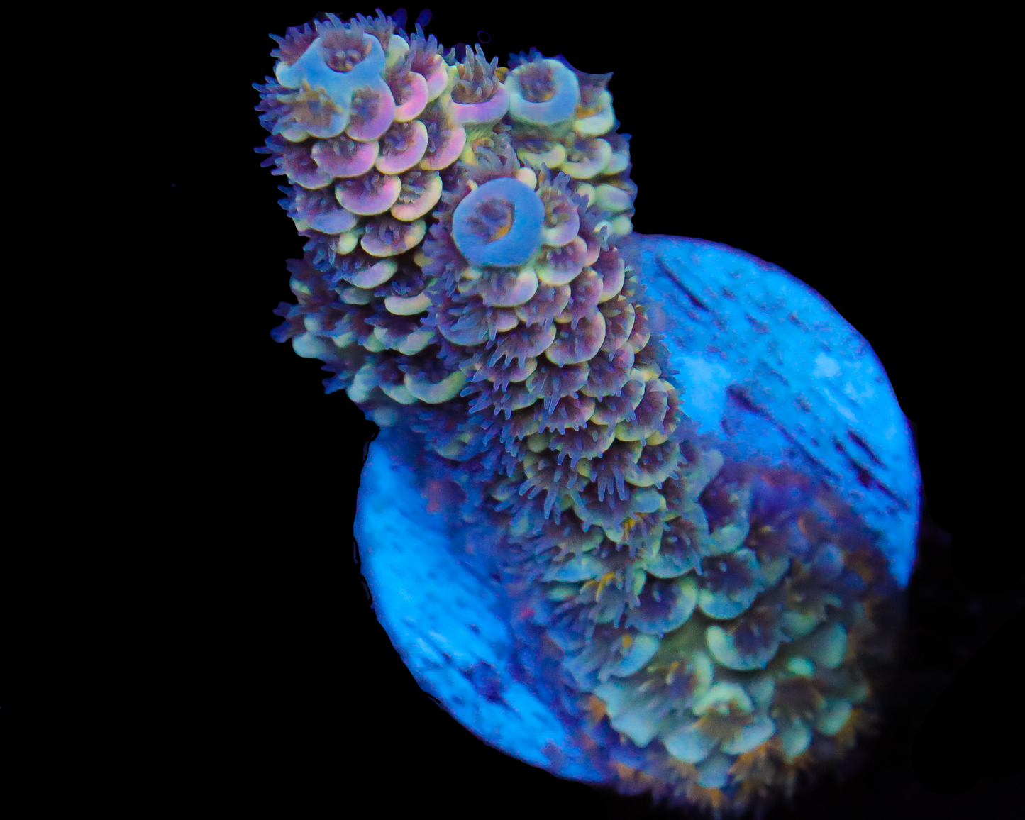 NEW RELEASE MALAY TENUIS