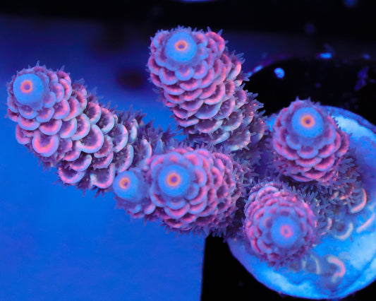 818'S HAWAIIAN HAZE TENUIS NEW RELEASE